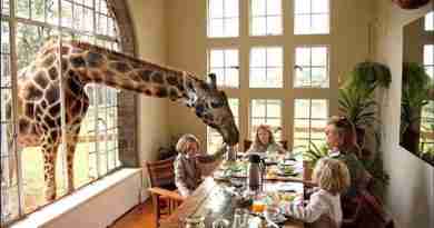 Giraffe Manor che ganno colazione con gli ospiti