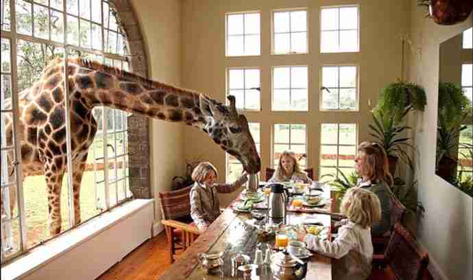 Giraffe Manor che ganno colazione con gli ospiti